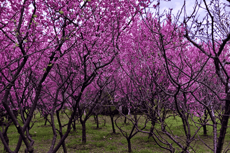 梅花的特征是什么样的