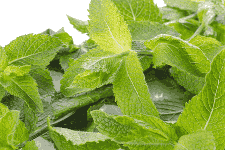 鱼香跟薄荷的区别