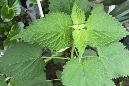 鱼香跟薄荷的区别