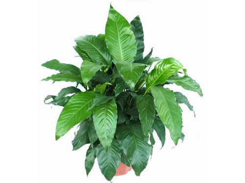 白掌不开花什么原因造成的