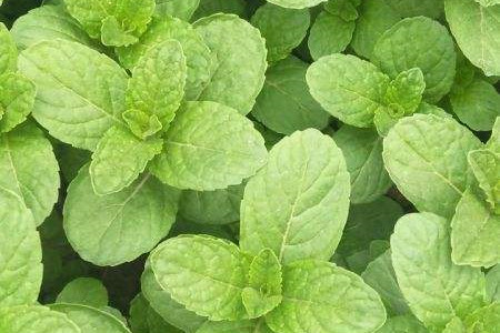 鱼香跟薄荷的区别