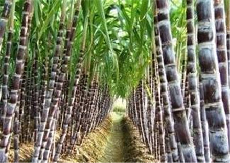 甘蔗生虫用什么药物