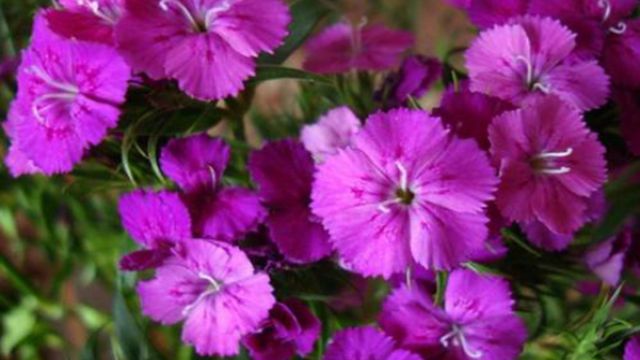 相思梅和石竹梅的区别(相思梅和石竹梅的区别是什么)