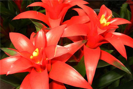 鸿运当头怎样上盆