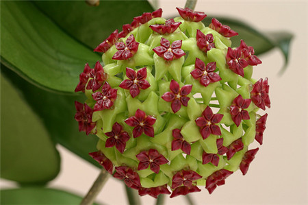 球兰的作用与功效图片