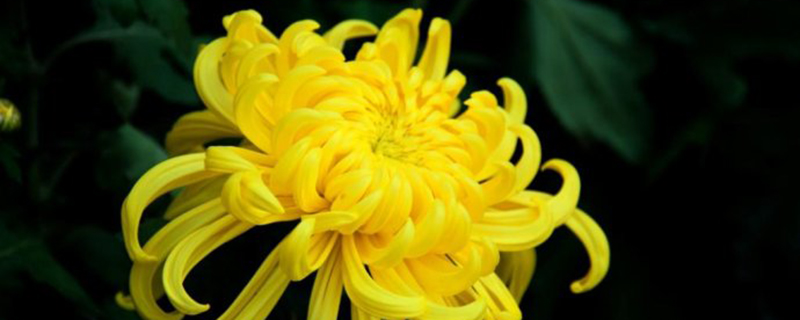 菊花怎么施肥(菊花施肥时间和方法)