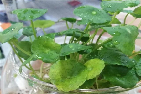 水里长的大叶子植物