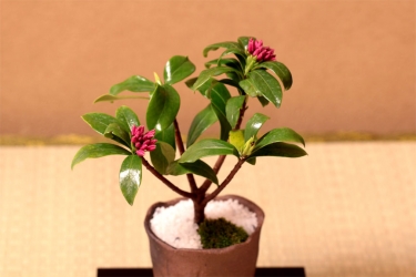 金边瑞香怎么过冬天