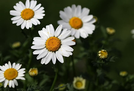 白晶菊买回来2天就蔫了