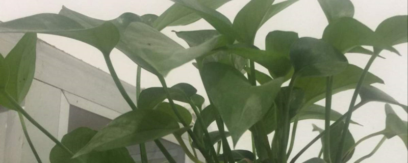 绿萝小苗用多大盆合适如何培养绿萝小苗(绿萝幼苗)