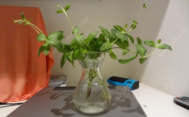 水培薄荷跟土薄荷区别