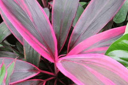 朱焦怎么养更旺