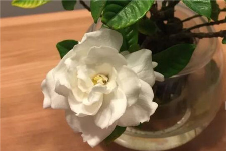 水里长的大叶子植物