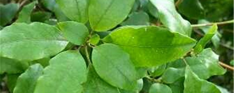 马银花的养殖方法和注意事项(马银花图片)