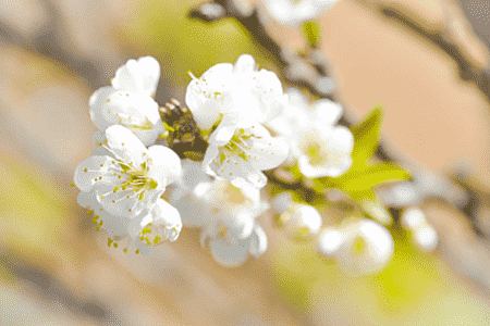 梅花的特征是什么样的