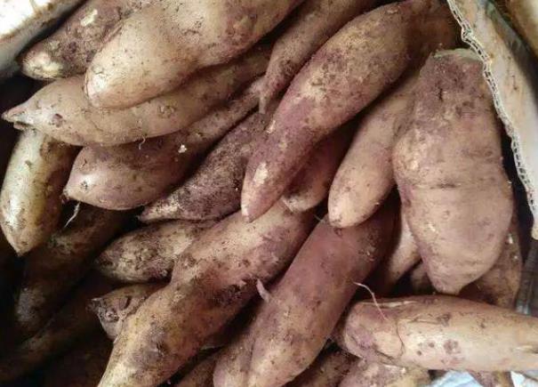 雪莲果发紫了能吃吗雪莲果坏了一点能吃吗(雪莲果变色怎么办)