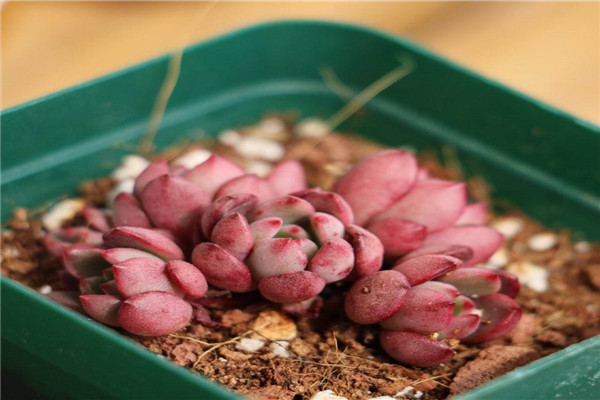 多肉红宝石化水怎么办(多肉红宝石如何养护)