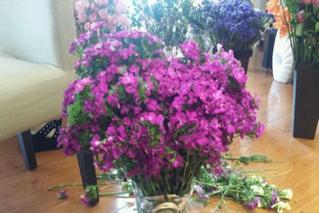 相思梅和石竹梅的区别是什么