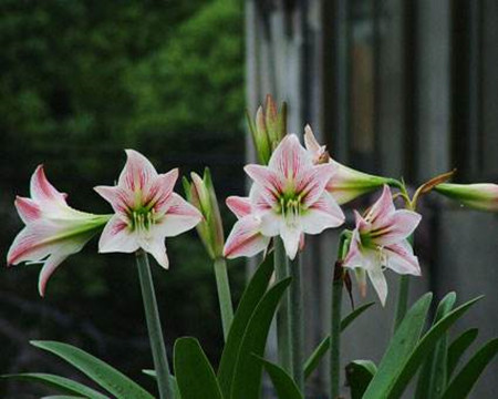 如何让朱顶红过年开花