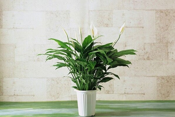 白掌怎么分株(白掌如何分盆栽)