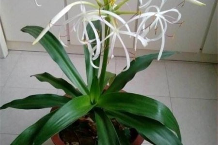 文殊兰适合在家里养吗有风水作用吗