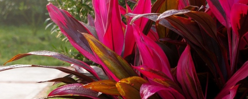 朱焦怎么养(朱焦怎么养更旺)