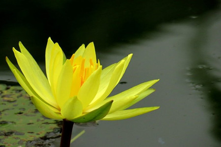 睡莲的养护方法有哪些图片