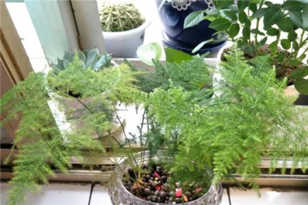 水里长的大叶子植物