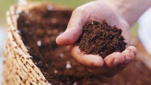 矮牵牛如何施肥(矮牵牛施肥EC值)