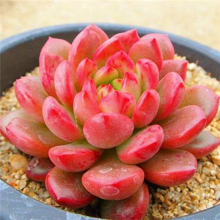 多肉红宝石如何养护
