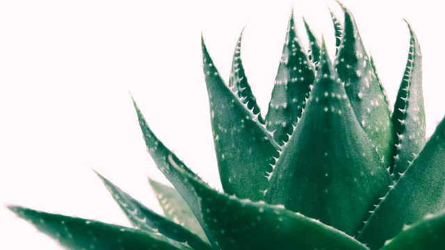 盆栽芦荟怎么浇水(盆栽的芦荟怎样施肥)