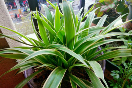 吊兰有哪些作用与功效