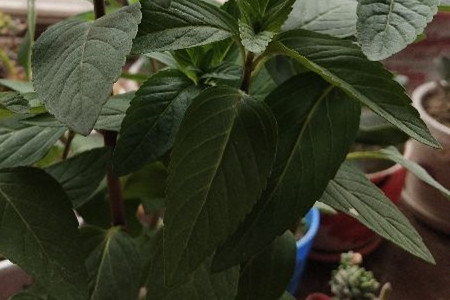 鱼香跟薄荷的区别