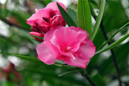 柳桃花怎样培植