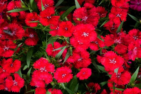 相思梅和石竹梅的区别是什么