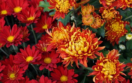 菊花施肥时间和方法