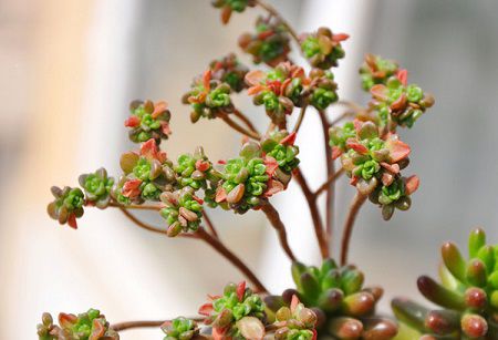 小人祭怎么爆盆