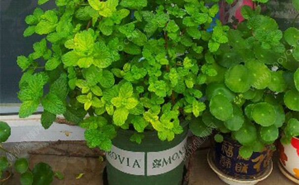 薄荷水培好还是土培好薄荷水培方法(水培薄荷跟土薄荷区别)