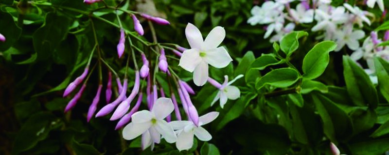 素馨花怎么繁殖(素馨花怎么繁殖方法)