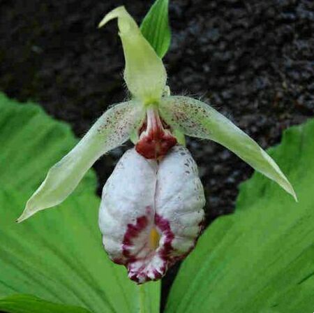 挖野生扇脉杓兰犯法吗