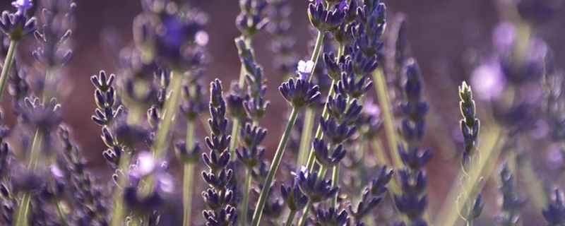 薰衣草怎么种薰衣草种子种植方法(薰衣草种子种植方法步骤)