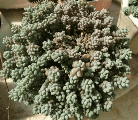 二十种最难养的多肉