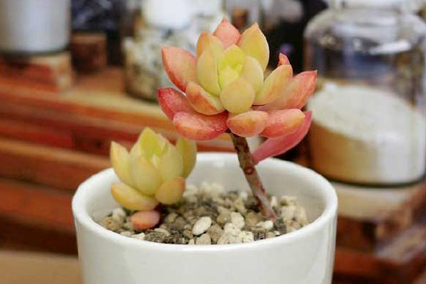 黄丽烂根原因及解决方法(黄丽怎样才能养出老桩)