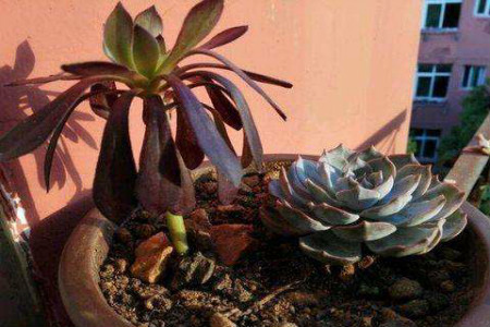 多肉法师怎么养成老桩