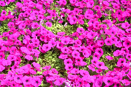 简述矮牵牛的盆栽播种技术要点