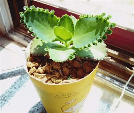 二十种最难养的多肉