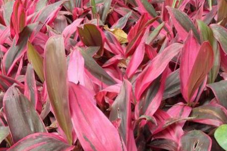 朱焦怎么养更旺