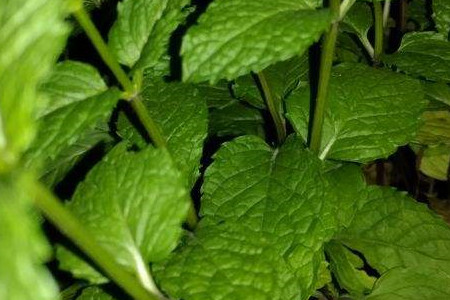 鱼香跟薄荷的区别