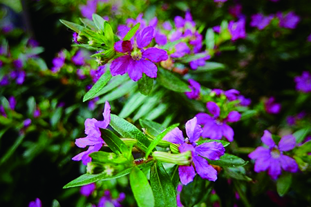 红花满天星盆栽怎么养好看