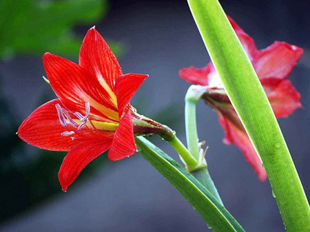 如何让朱顶红过年开花